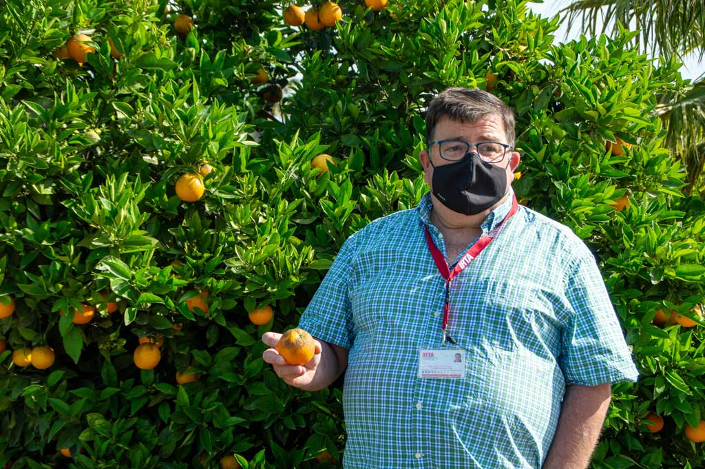 Josep Miquel Fibla, investigador de l'IRTA, a Amposta durant una espigolada de taronja